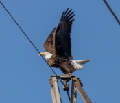 2021 03 28 LillyDaleEagles 015